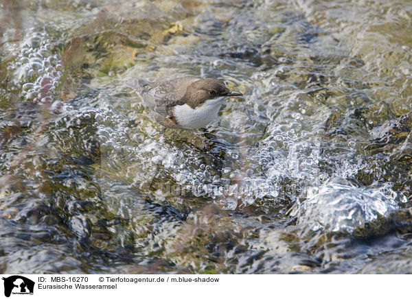 Eurasische Wasseramsel / white-throated water ouzel / MBS-16270