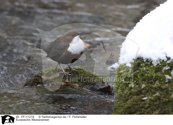 Eurasische Wasseramsel / water ouzel / FF-11216