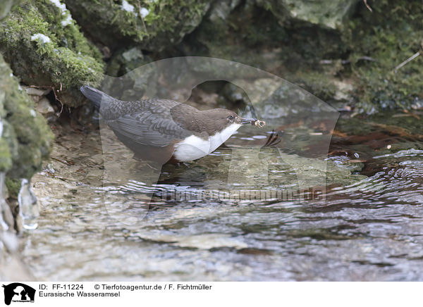 Eurasische Wasseramsel / water ouzel / FF-11224