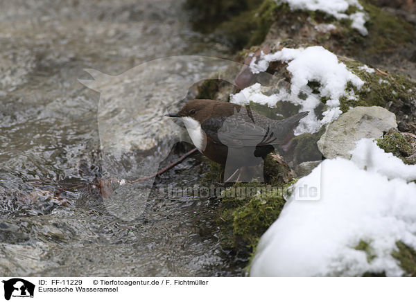 Eurasische Wasseramsel / water ouzel / FF-11229