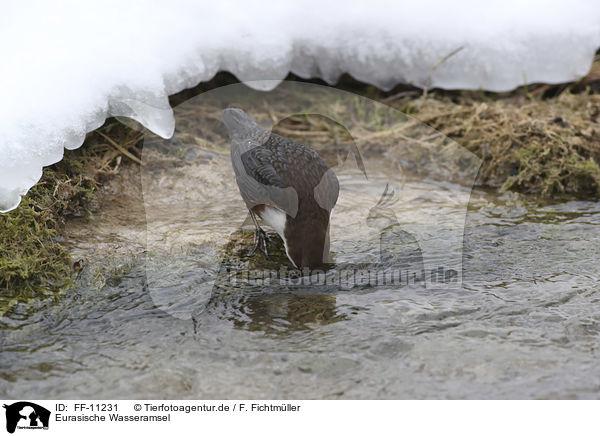 Eurasische Wasseramsel / water ouzel / FF-11231