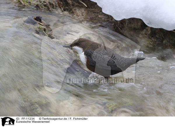 Eurasische Wasseramsel / water ouzel / FF-11234