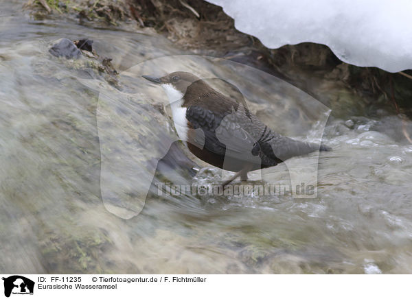 Eurasische Wasseramsel / water ouzel / FF-11235