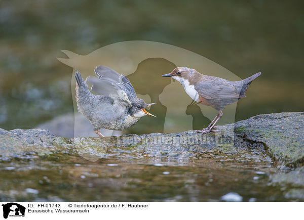 Eurasische Wasseramseln / dipper / FH-01743