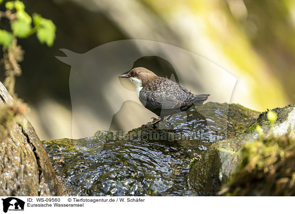 Eurasische Wasseramsel / common dipper / WS-09560