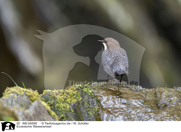 Eurasische Wasseramsel / common dipper / WS-09566