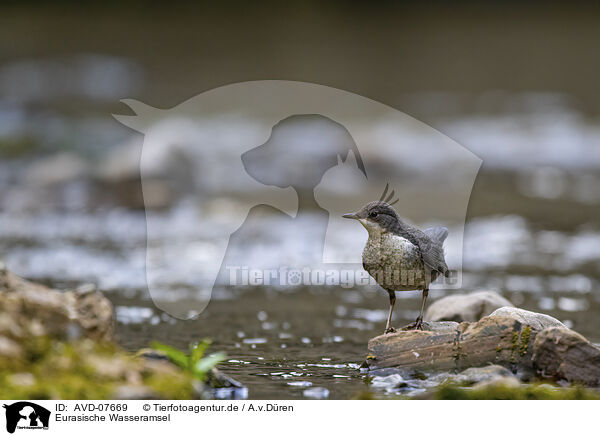 Eurasische Wasseramsel / common dipper / AVD-07669