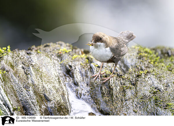 Eurasische Wasseramsel / Eurasian dipper / WS-10699