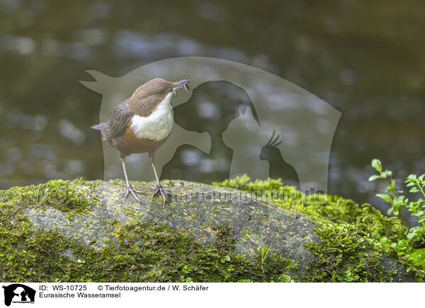 Eurasische Wasseramsel / Eurasian dipper / WS-10725