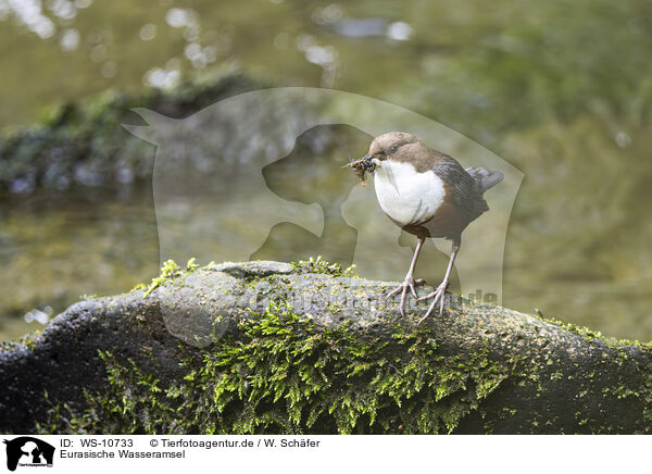 Eurasische Wasseramsel / Eurasian dipper / WS-10733