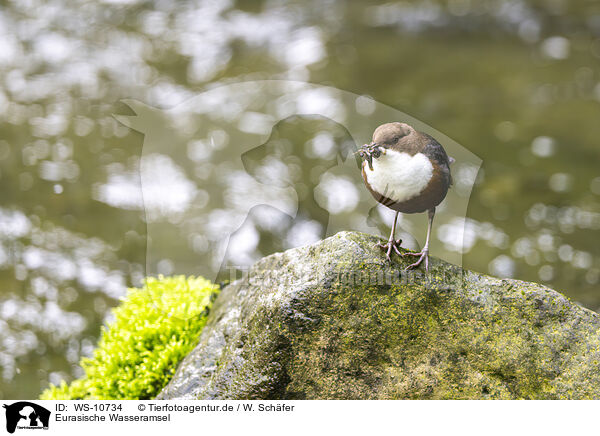 Eurasische Wasseramsel / Eurasian dipper / WS-10734