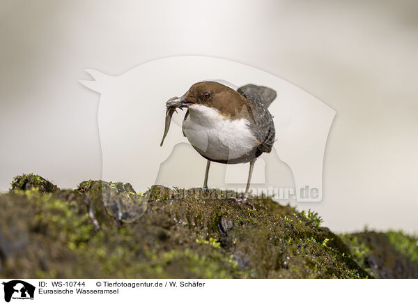 Eurasische Wasseramsel / Eurasian dipper / WS-10744