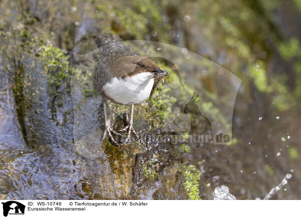 Eurasische Wasseramsel / Eurasian dipper / WS-10746