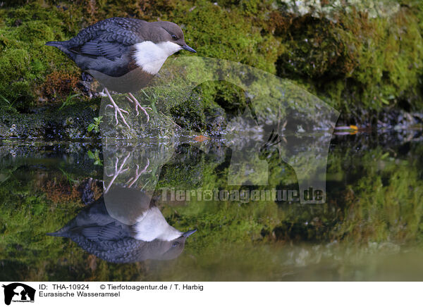 Eurasische Wasseramsel / white-throated water ouzel / THA-10924