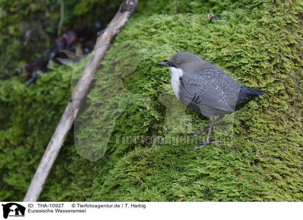 Eurasische Wasseramsel / white-throated water ouzel / THA-10927