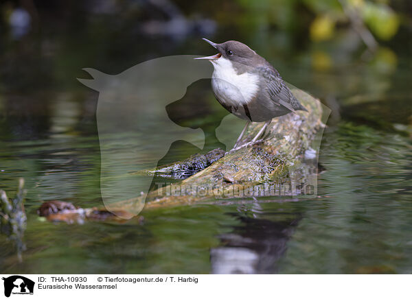 Eurasische Wasseramsel / white-throated water ouzel / THA-10930