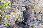 Eurasische Wasseramsel