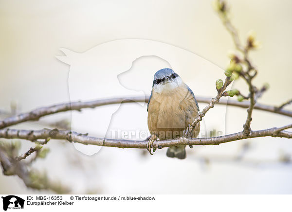 Europischer Kleiber / Eurasian nuthatch / MBS-16353