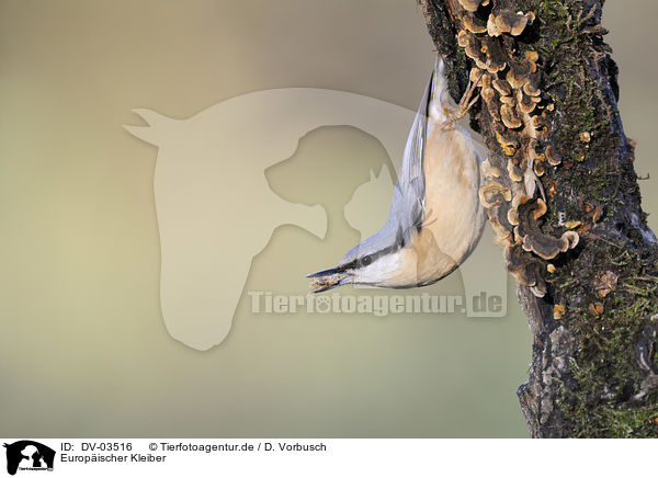 Europischer Kleiber / Eurasian nuthatch / DV-03516