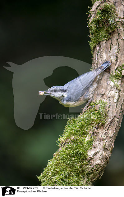 Europischer Kleiber / Eurasian nuthatch / WS-09932