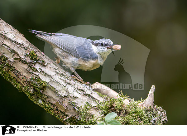 Europischer Kleiber / Eurasian nuthatch / WS-09942