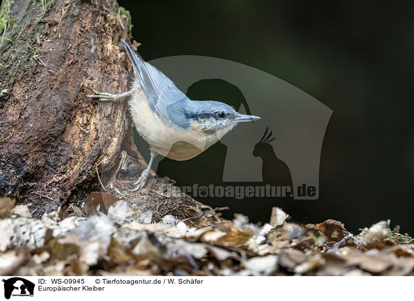 Europischer Kleiber / Eurasian nuthatch / WS-09945