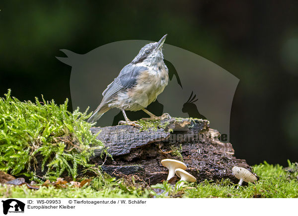 Europischer Kleiber / Eurasian nuthatch / WS-09953