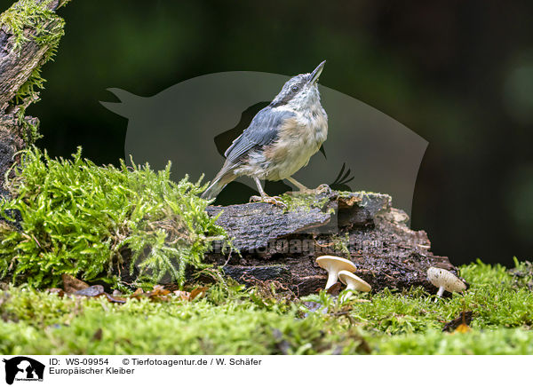 Europischer Kleiber / Eurasian nuthatch / WS-09954