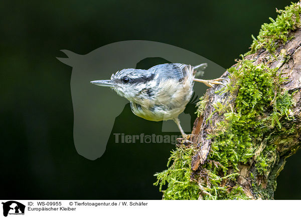 Europischer Kleiber / Eurasian nuthatch / WS-09955