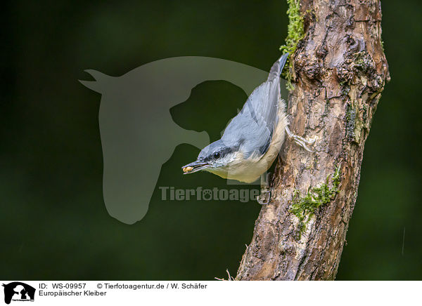 Europischer Kleiber / Eurasian nuthatch / WS-09957