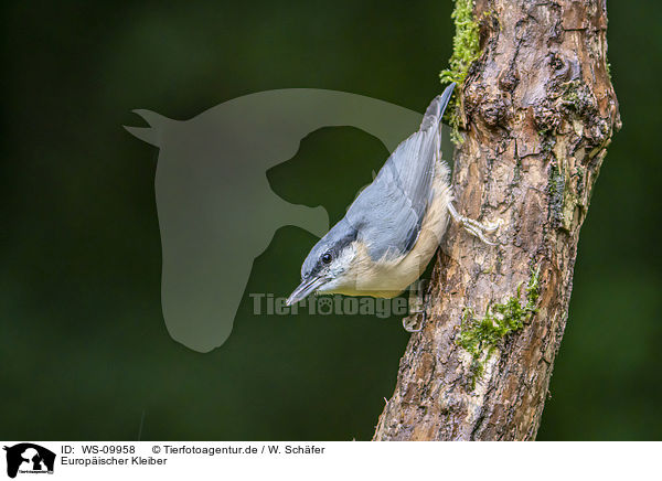 Europischer Kleiber / Eurasian nuthatch / WS-09958