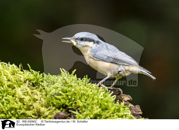 Europischer Kleiber / Eurasian nuthatch / WS-09962