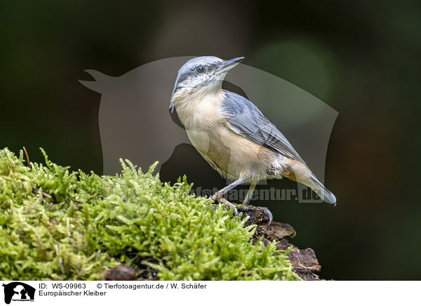 Europischer Kleiber / Eurasian nuthatch / WS-09963