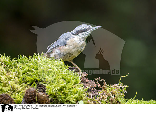 Europischer Kleiber / Eurasian nuthatch / WS-09965