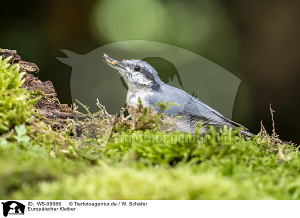 Europischer Kleiber / Eurasian nuthatch / WS-09966