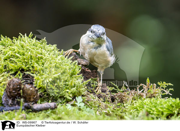 Europischer Kleiber / Eurasian nuthatch / WS-09967