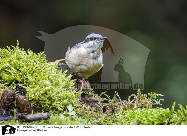 Europischer Kleiber / Eurasian nuthatch / WS-09968