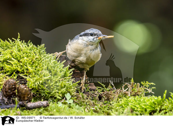 Europischer Kleiber / Eurasian nuthatch / WS-09971