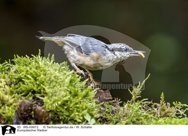 Europischer Kleiber / Eurasian nuthatch / WS-09972