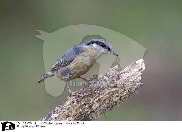 Europischer Kleiber / Eurasian nuthatch / AT-02448