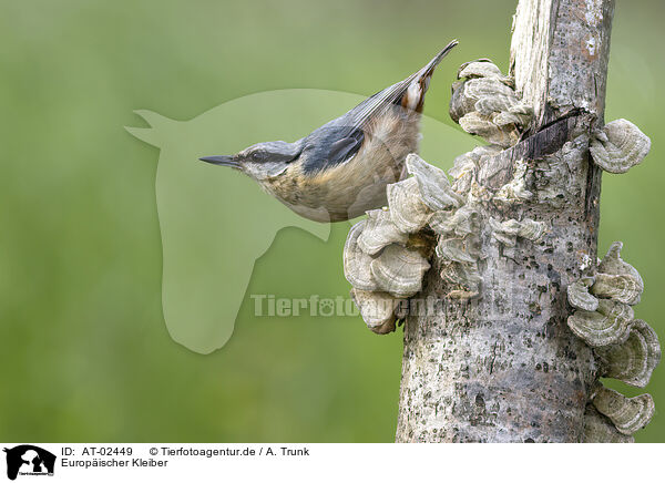 Europischer Kleiber / Eurasian nuthatch / AT-02449