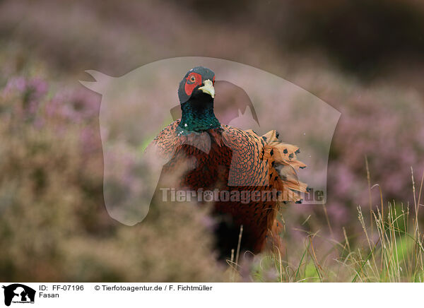 Fasan / common pheasant / FF-07196