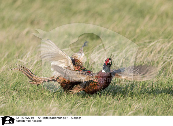 kmpfende Fasane / fighting Ring-necked Pheasant / IG-02240