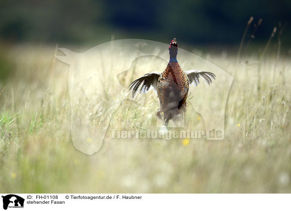 stehender Fasan / standing Ring-necked Pheasant / FH-01108