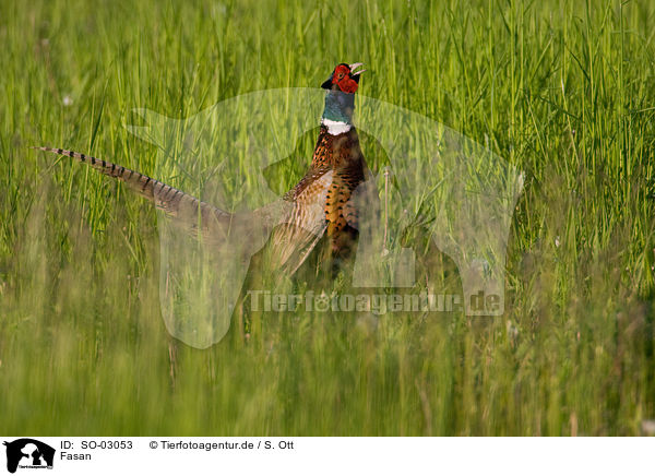 Fasan / pheasant / SO-03053