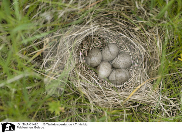 Feldlerchen Gelege / common skylark eggs / THA-01486