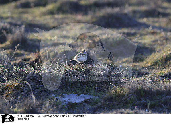 Feldlerche / common skylark / FF-10466