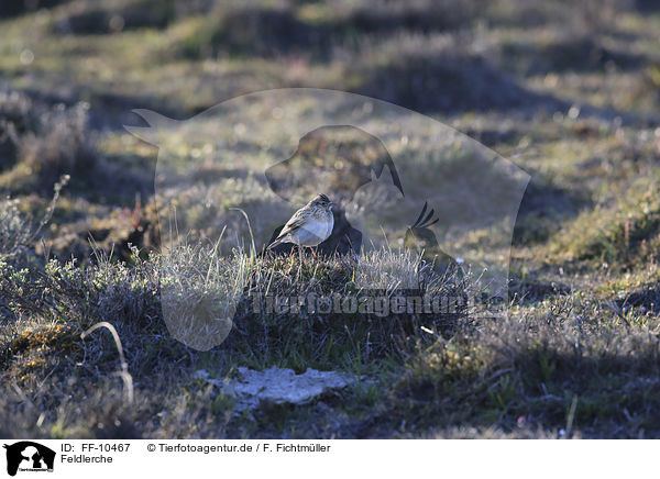 Feldlerche / common skylark / FF-10467