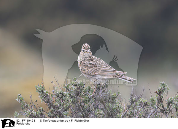 Feldlerche / common skylark / FF-10468