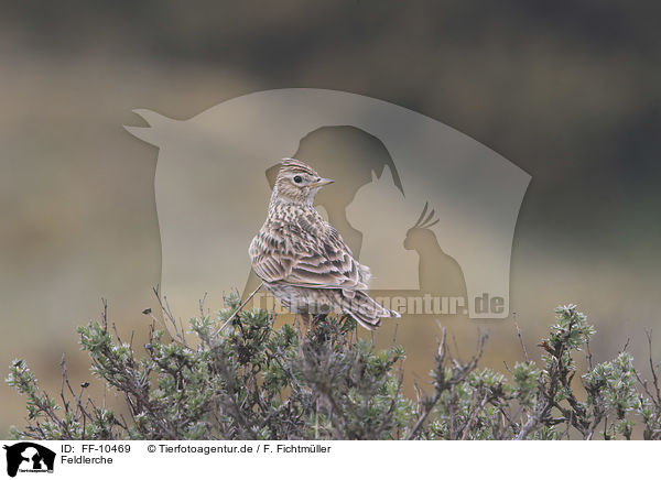 Feldlerche / common skylark / FF-10469